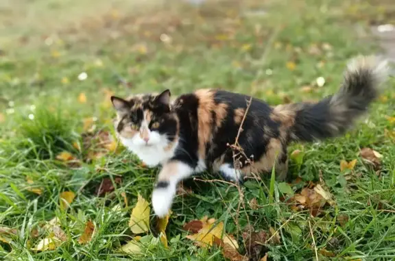 Объявления о пропавших и найденных животных, Ставрополь, фото: Пропала кошка, Марьинская 59, Ставрополь