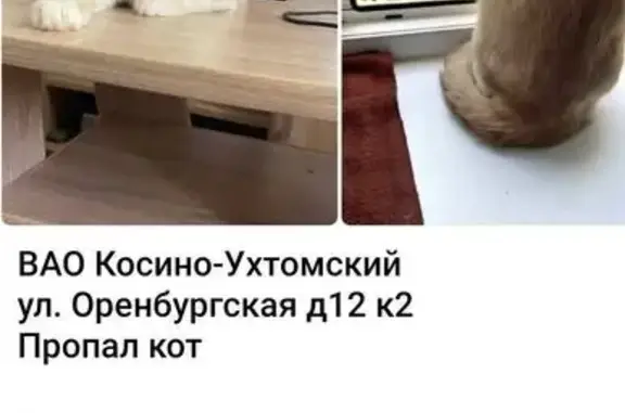 Пропала кошка, Москва
