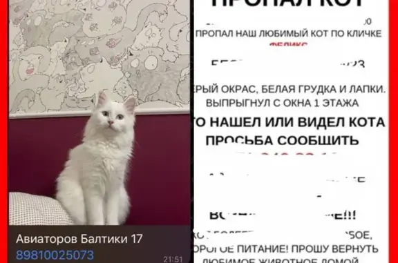 Кошки потеряшки, Мурино, фото: Потеряшка кошка: пр. Авиаторов Балтики, 17