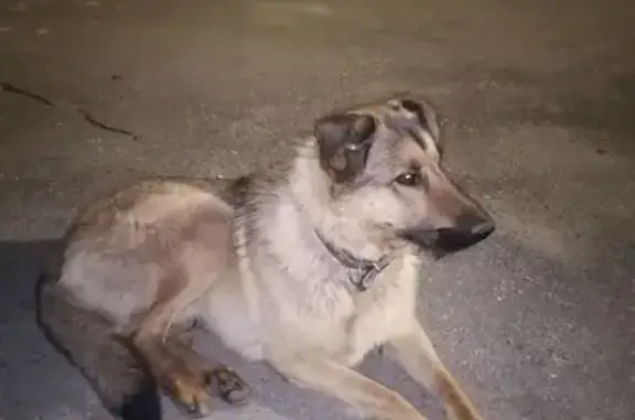 Собака найдена: Минаева 7, Ульяновск