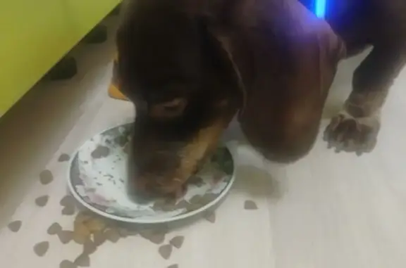 Такса найдена, Энгельс, Полтавская 32