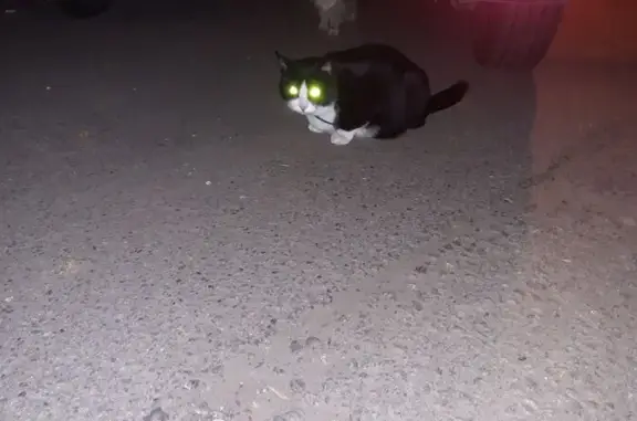 Кошка найдена: Лёни Голикова, 40, СПб