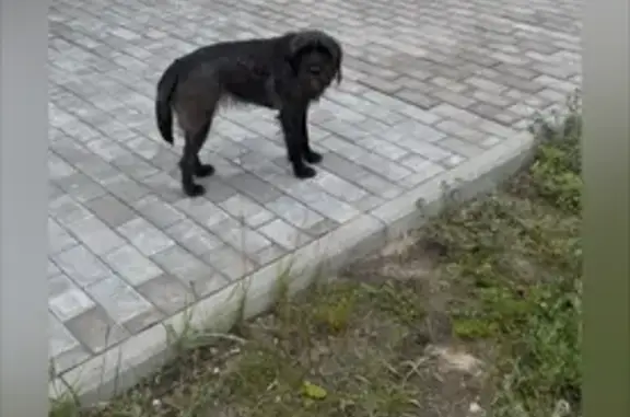 Найдена собака: Набережная ул, 15А, Новая Усмань