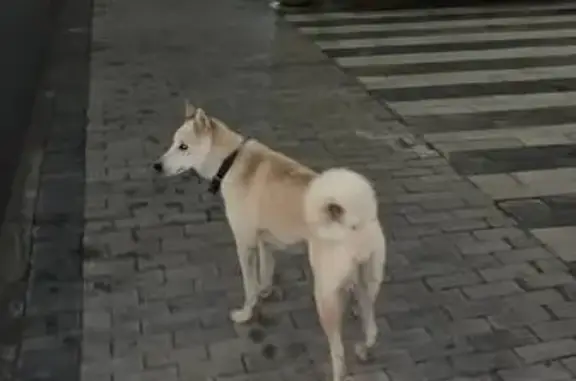Найдена собака, Казань, фото: Собака найдена: Аделя Кутуя, 86Д, Казань