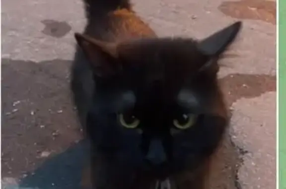 Кошка найдена: Ельнинская ул., 14к3, Москва