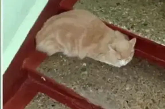 Найдена кошка, Боженко ул., 9к1, Москва