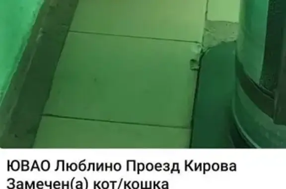 Найдена кошка, проезд Кирова 4, Москва