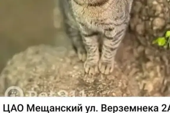 Пропала кошка, ул. Верземнека, 2а, стр. 1
