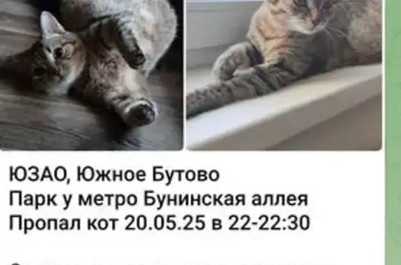 Пропала кошка, Бунинская аллея, 7, Москва