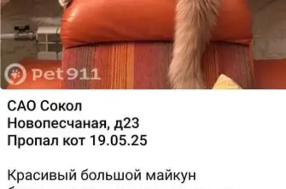 Пропала рыжая кошка, Новопесчаная 23к1