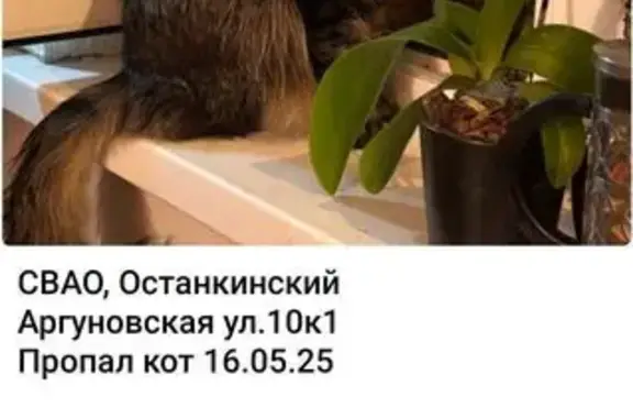 Пропал кот, Аргуновская ул. 10, Москва
