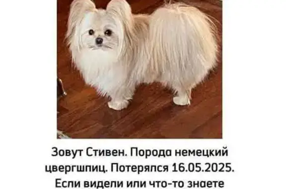 Пропала собака, Артёмовская 22, Хабаровск