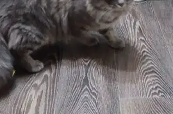 Найдена кошка, Осельки, фото: Найдена кошка, Осельки, ул. Осельки, 112