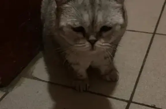 Найдена кошка, Москва, фото: Найдена кошка: проспект Мира, 99, Москва