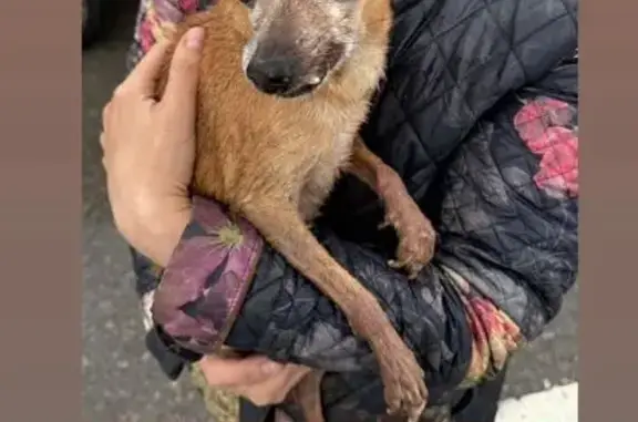 Найдена собака, Хабаровск, фото: Собака найдена: ул. Ленинградская, 28