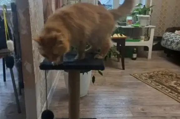 Пропала кошка, Можга
