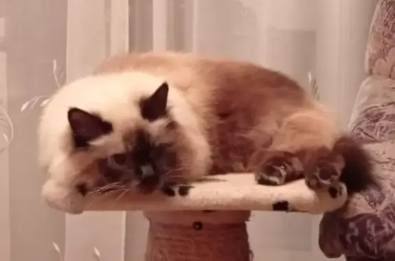 Кошки потеряшки, Зеленогорск, фото: Потеряшка кошка, Садоводство #4, ул. 1