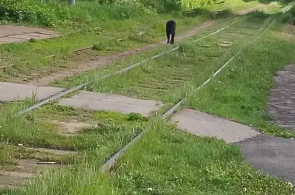Найдена собака, Нижегородская область, фото: Собака найдена: Нижний Новгород
