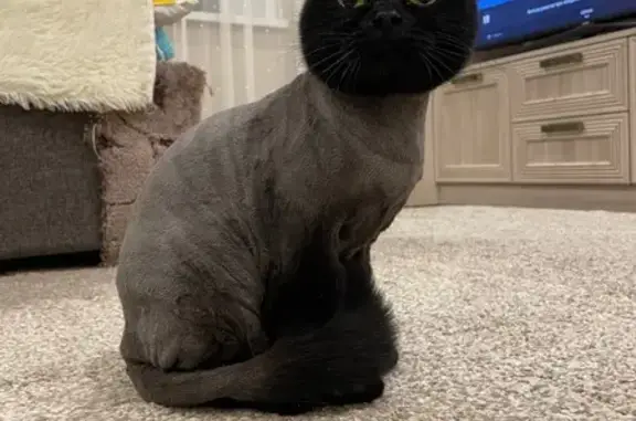 Пропала кошка, Ручейный пер., 4, Бокино