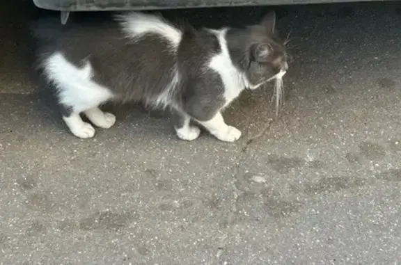 Найдена кошка, Москва, фото: Кошка найдена: 3-й мкрн, Зеленоград