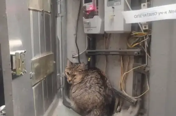 Найденные животные Москва, фото: Кошка найдена: Походный проезд, 11к1