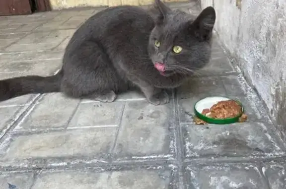 Кошка найдена: ул. Братьев Сизых, 9