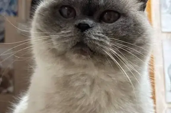 Пропала кошка, Октябрьская ул., 85, Елец