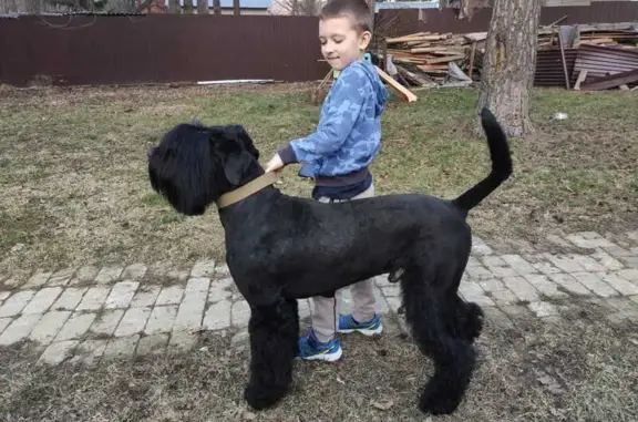 Пропала собака, Спасские Выселки, МО