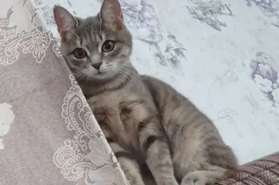 Пропала кошка, Улан-Удэ, Строителей 36А