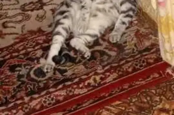 Пропала кошка, Оренбург