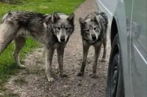 Найдена собака, Межениновка, фото: Собака найдена: Первомайская 22, Межениновка
