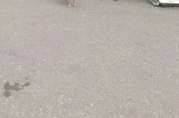 Собака найдена у рынка, ул. Клары Цеткин, 46б