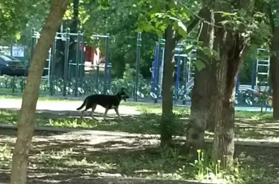 Найдена собака, Королёв, фото: Найдена собака, ул. 50 лет ВЛКСМ, 10