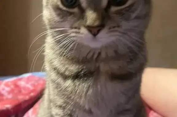 Кошки потеряшки, Тюмень, фото: Потеряшка кошка, ул. Магаданская, 13, Тюмень