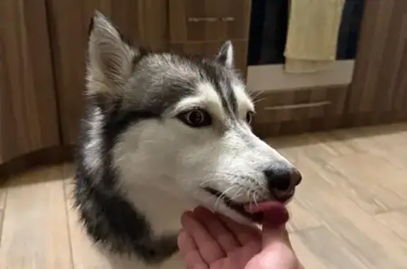 Собака найдена у ТЦ Меркурий, Галкина 13