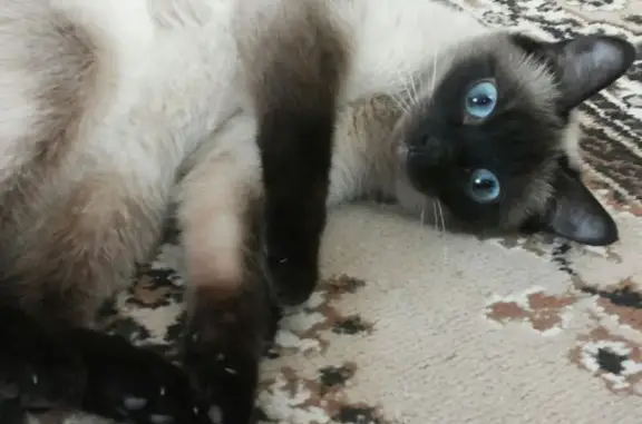 Кошки потеряшки, Нальчик, фото: Потеряшка сиамская кошка, Кулиева 2А