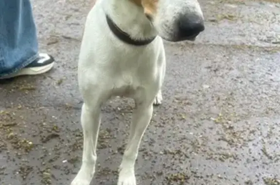 Собака найдена у БЦ КОЛИЗЕЙ, Горького 276