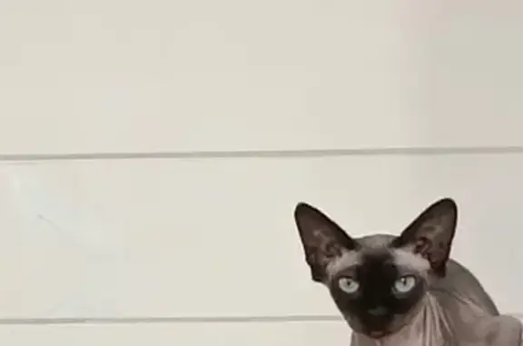 Кошки потеряшки, , фото: Потеряшка кошка, Березовая ул. 26, Павлищево