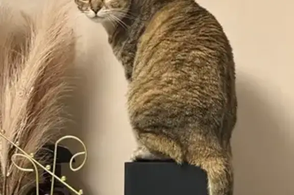 Кошки потеряшки, Новокуйбышевск, фото: Потеряшка кошка, ул. Гранная, 16И, Новокуйбышевск