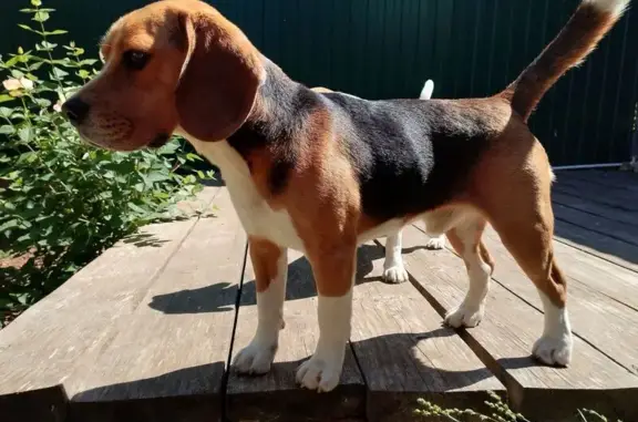 Найдена собака, Севастополь, фото: Найден бигль, ул. Вакуленчука, 29, Севастополь