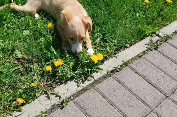 Собака найдена: парк Воробьёва, 37А