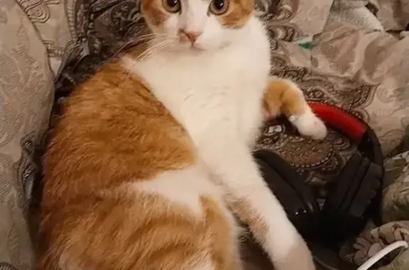 Пропала кошка, Белгород
