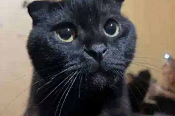 Кошки потеряшки, Симферополь, фото: Потеряшка кот Велес, ул. Жигалиной 3, Симферополь