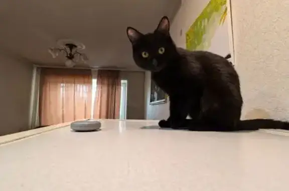 Пропал кот, Свердловская 57А, Красноярск