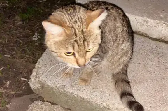 Найдена кошка, Иваново, фото: Кошка найдена: ул. Генкиной, 51, Иваново