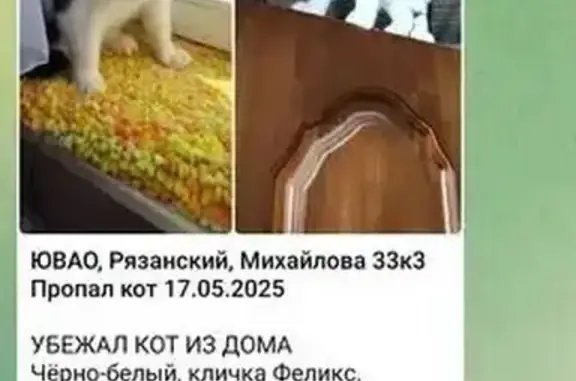 Пропала кошка, Зарайская 64 стр. 2, Москва