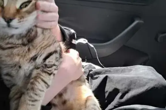 Кошки потеряшки, Ессентуки, фото: Потеряшка кошка, 15-й проезд 130, Ессентуки