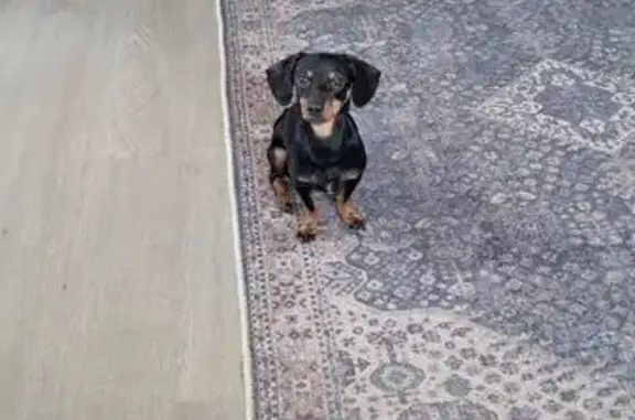 Найдена такса, Омск, ул. 1-я Челюскинцев, 98