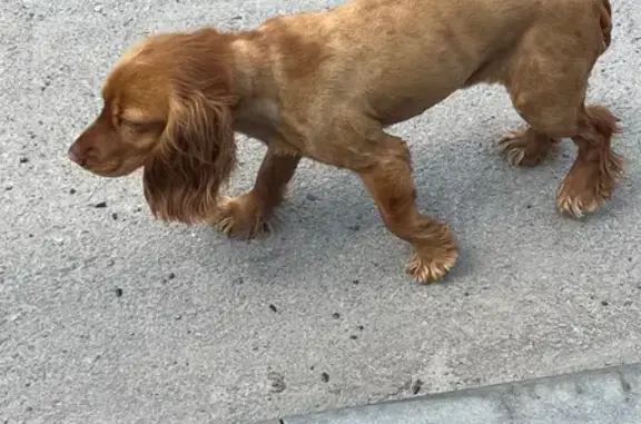 Рыжий спаниель найден, ул. Центральная, 3