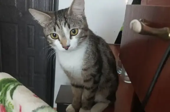 Потерянные животные Ханты-Мансийск, фото: Пропала кошка, ул. Мира 122, Ханты-Мансийск